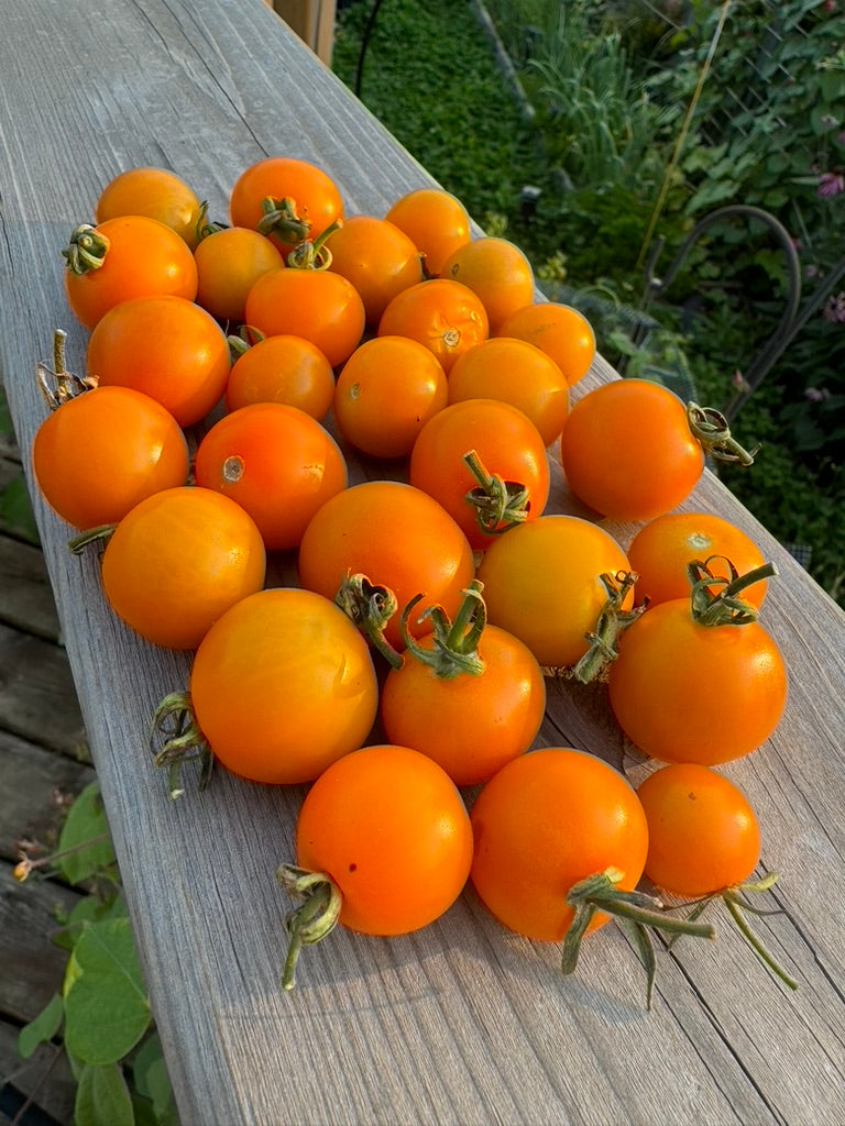 TOMATO - Silvana's Gold – The Superior Gardener