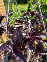 Load image into Gallery viewer, BASIL - Dark Opal