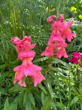 Load image into Gallery viewer, SNAPDRAGON - Mini Snap Mix