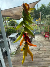 Load image into Gallery viewer, PEPPER (HOT) - Hungarian Hot Wax