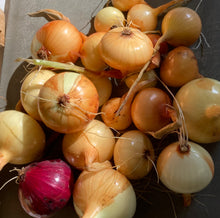 Load image into Gallery viewer, ONION - Yellow