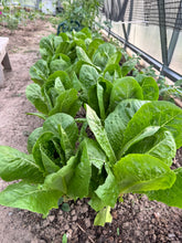 Load image into Gallery viewer, LETTUCE - Romaine