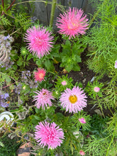 Load image into Gallery viewer, ASTER - Hot Pants