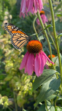 Load image into Gallery viewer, LOW-MAINTENANCE POLLINATOR BUNDLE