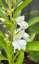 Load image into Gallery viewer, BALSAM IMPATIENS