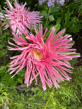 Load image into Gallery viewer, ASTER - Hot Pants