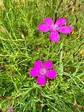 Load image into Gallery viewer, DIANTHUS - Maiden Pink