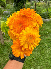 Load image into Gallery viewer, CALENDULA - Kinglet Mix