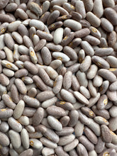Load image into Gallery viewer, BEAN, BUSH - Royal Burgundy