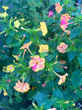 Load image into Gallery viewer, FOUR O'CLOCKS - Strega Mix