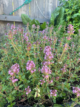Load image into Gallery viewer, THYME - Mother Of Thyme