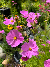 Load image into Gallery viewer, COSMOS - Pink Mix
