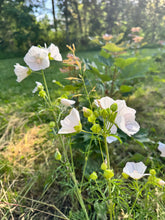 Load image into Gallery viewer, MUSKMALLOW - White