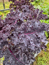 Load image into Gallery viewer, KALE - Curly Scarlet