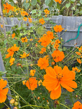 Load image into Gallery viewer, COSMOS - Sulfur Orange
