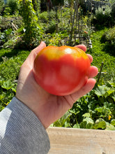 Load image into Gallery viewer, TOMATO - Brandywine | Red