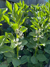 Load image into Gallery viewer, BEAN, BUSH - Nono's Fava Bean