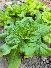 Load image into Gallery viewer, LETTUCE - Iceberg