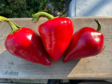 Load image into Gallery viewer, PEPPER (SWEET) - Lesya