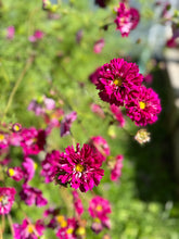 Load image into Gallery viewer, COSMOS - Double Click Cranberry