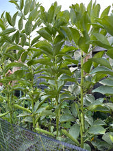 Load image into Gallery viewer, BEAN, BUSH - Nono's Fava Bean