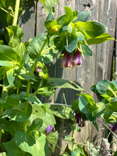 Load image into Gallery viewer, HUMMINGBIRD CERINTHE