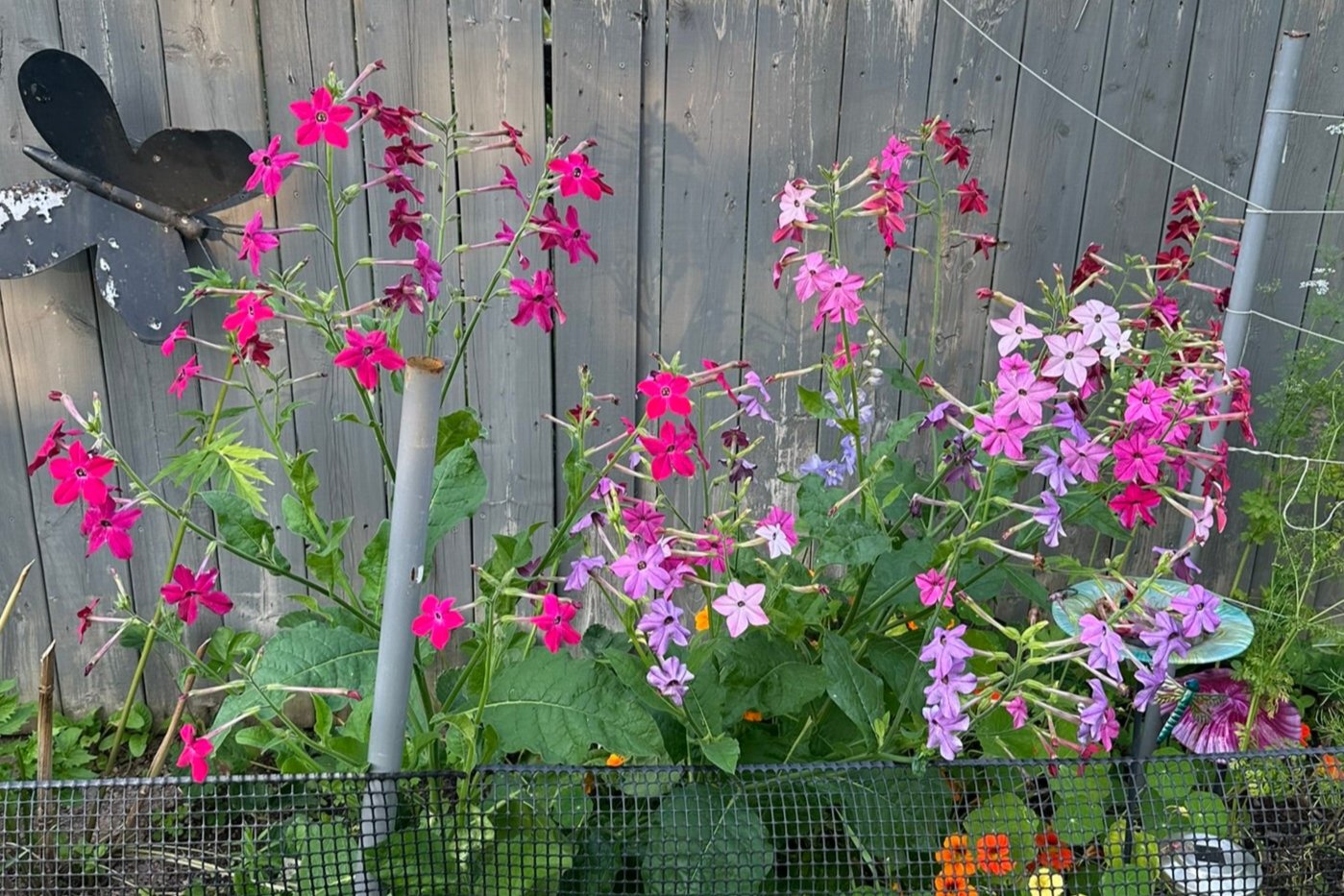 NICOTIANA - Daylight Sensation – The Superior Gardener