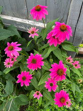 Load image into Gallery viewer, ECHINACEA - Mini Purple Coneflower
