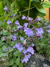 Load image into Gallery viewer, MINT (CALAMINT) - Marvelette Blue