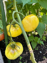 Load image into Gallery viewer, TOMATO - Great White