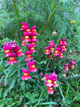 Load image into Gallery viewer, SNAPDRAGON - Mini Snap Mix