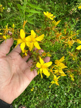 Load image into Gallery viewer, ST. JOHN'S WORT