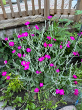 Load image into Gallery viewer, ROSE CAMPION - Pink