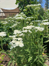 Load image into Gallery viewer, YARROW - White
