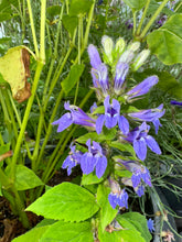 Load image into Gallery viewer, GREAT BLUE LOBELIA