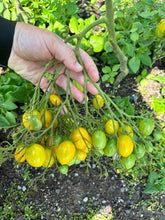 Load image into Gallery viewer, TOMATO - Ildi