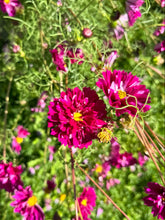 Load image into Gallery viewer, COSMOS - Double Click Cranberry