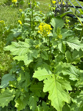 Load image into Gallery viewer, MUSTARD - Dijon