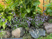 Load image into Gallery viewer, MINT (CALAMINT) - Marvelette Blue