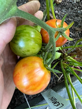 Load image into Gallery viewer, TOMATO - Red Zebra