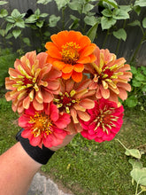 Load image into Gallery viewer, ZINNIA - Lilliput Mix