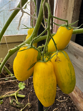Load image into Gallery viewer, TOMATO - Banana Legs