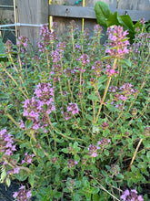 Load image into Gallery viewer, THYME - Mother Of Thyme
