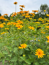 Load image into Gallery viewer, SUNFLOWER - PERENNIAL