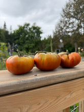 Load image into Gallery viewer, TOMATO - Vintage Wine