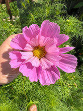 Load image into Gallery viewer, COSMOS - Seashell Mix