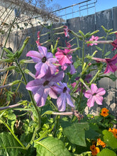 Load image into Gallery viewer, NICOTIANA - Daylight Sensation