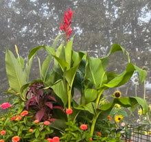 Load image into Gallery viewer, CANNA LILY - Fire & Gold Mix
