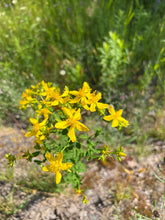 Load image into Gallery viewer, ST. JOHN'S WORT