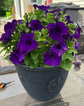 Load image into Gallery viewer, PETUNIA - Deep Purple